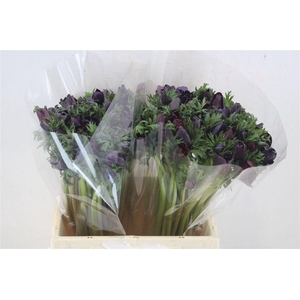 Anem Mistral Bordeaux