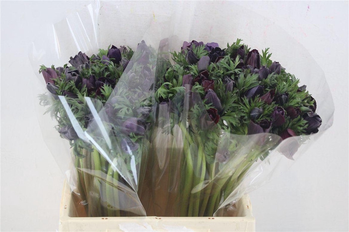 <h4>Anem Mistral Bordeaux</h4>