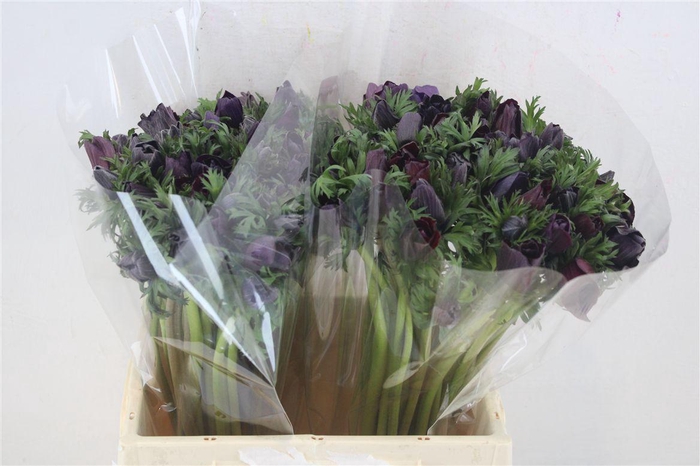 <h4>Anem Mistral Bordeaux</h4>