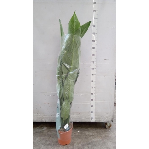 Spathiphyllum  'Sensation'