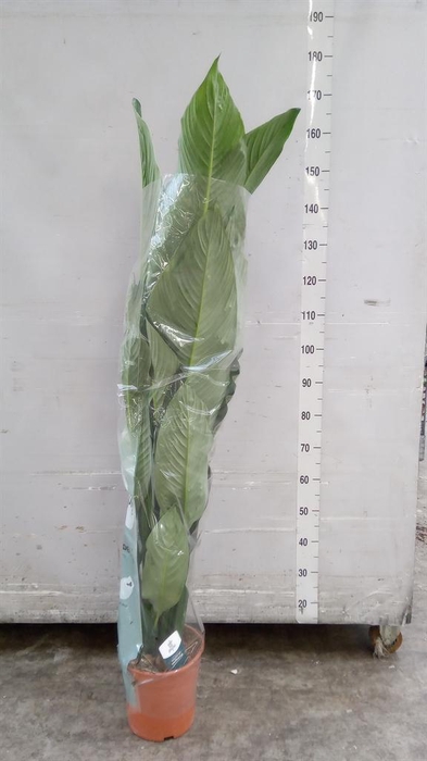 <h4>Spathiphyllum  'Sensation'</h4>