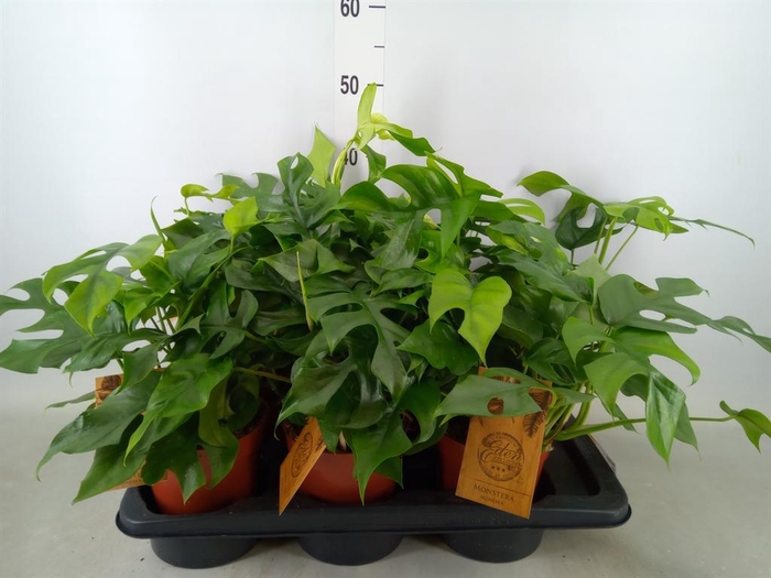 <h4>Monstera   ...</h4>