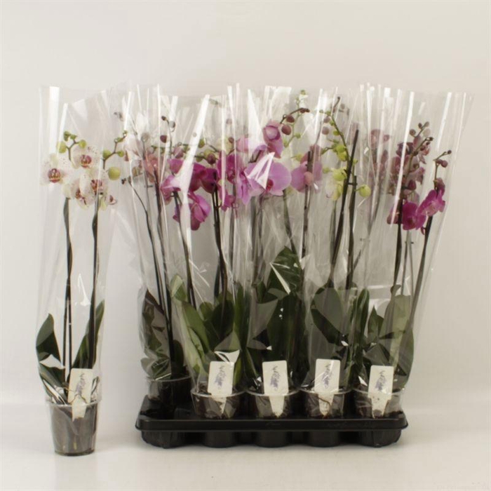 <h4>PHAL GEM 5 KL</h4>