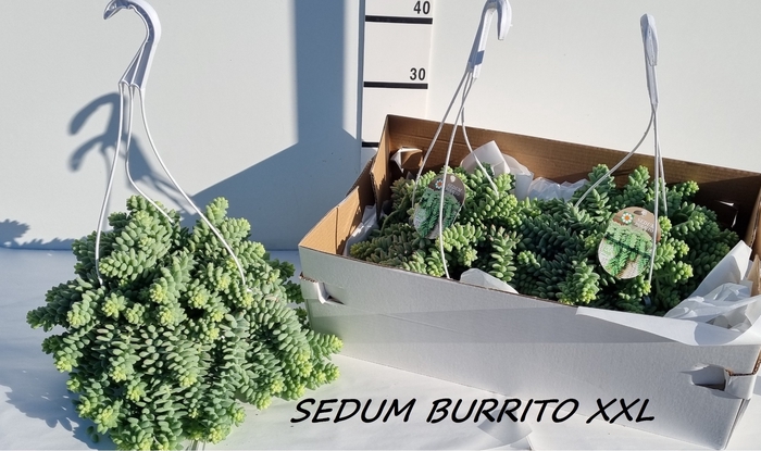 <h4>SEDUM BURRITO</h4>