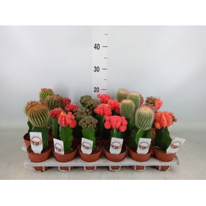 Gymnocalycium mihanov. 'Brasil'