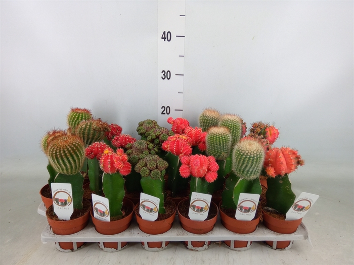 <h4>Gymnocalycium mihanov. 'Brasil'</h4>