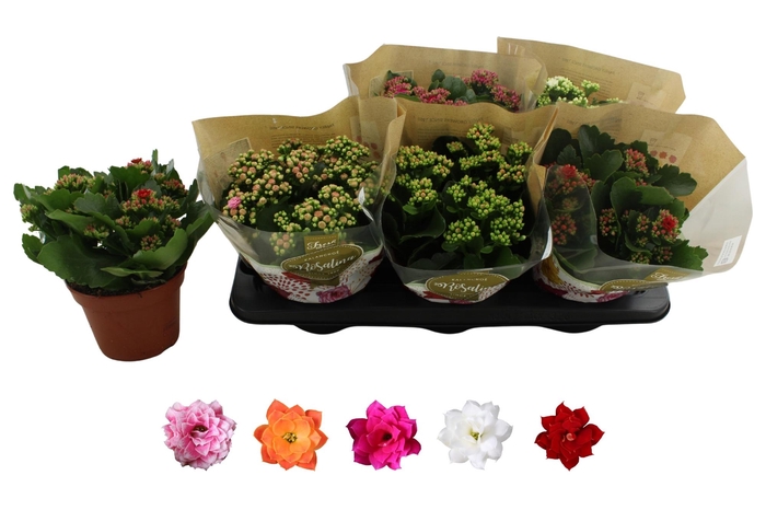 <h4>KAL GE RO GEM 5 KL</h4>