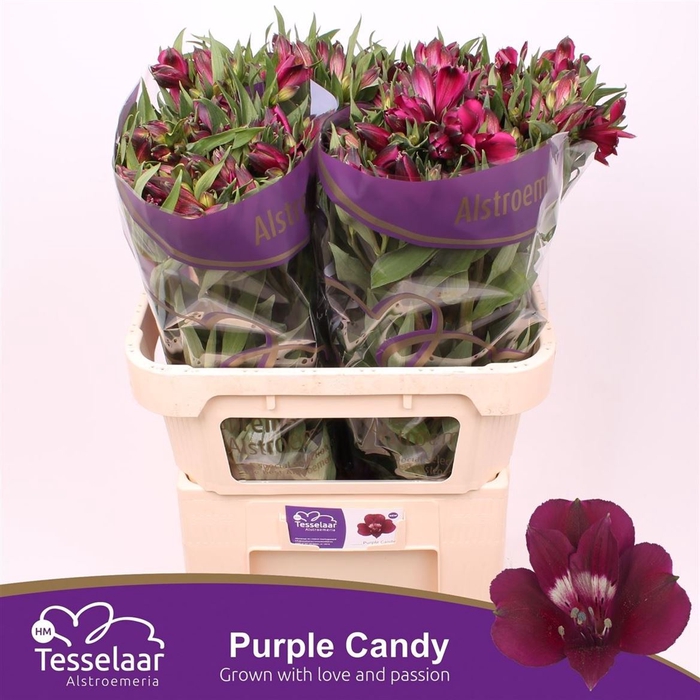 <h4>Alstroemeria Purple Candy</h4>