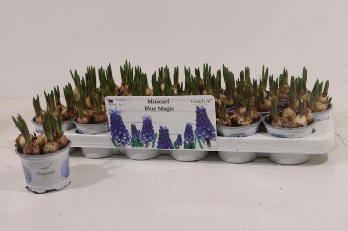 <h4>MUSCAR BLUE MAGIC</h4>