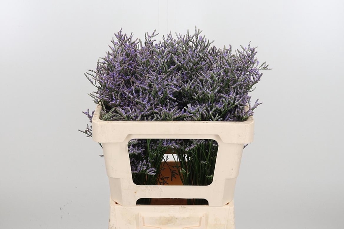 <h4>Lim Ov Skylight</h4>