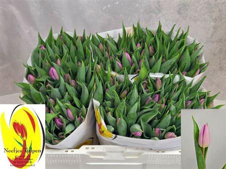 <h4>Tu En Candy Prince</h4>