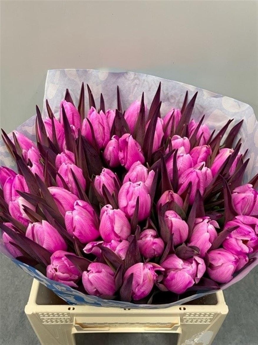 <h4>Tu Kb Cerise</h4>