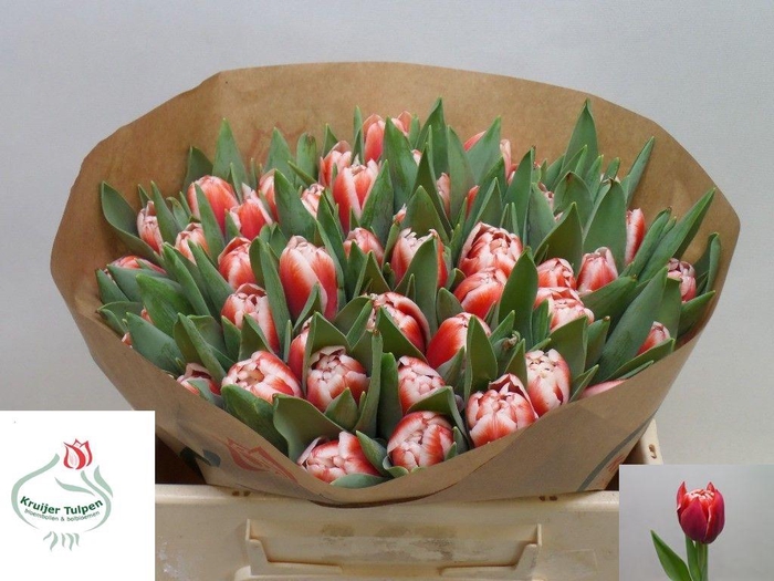 <h4>TU DU DRONE</h4>