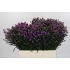 Aster Baby Pink