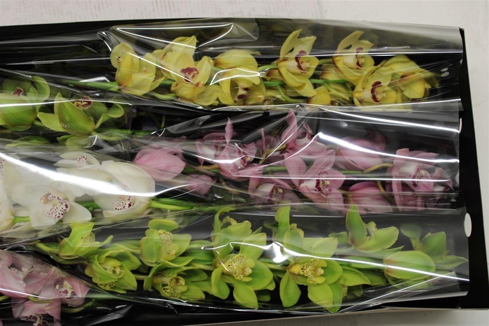 <h4>Cymb Tak Mix Super</h4>