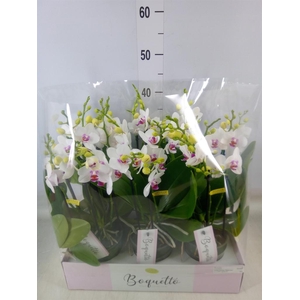 Phalaenopsis multi.   ...white