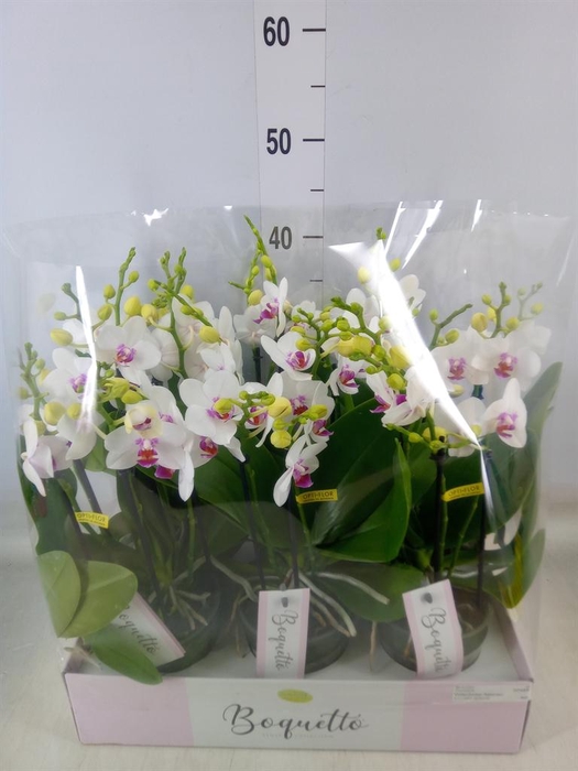 <h4>Phalaenopsis multi.   ...white</h4>
