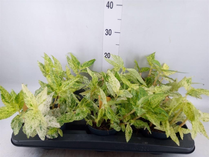 <h4>Pellionia repens 'Variegata'</h4>