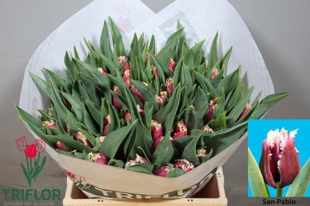 <h4>TU FR SAN PABLO</h4>