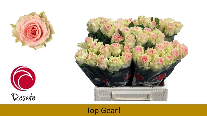 <h4>R Gr Top Gear</h4>