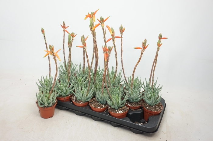 <h4>ALOE HUMILIS</h4>