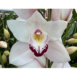 HMS MONTREUX 60cm x 10