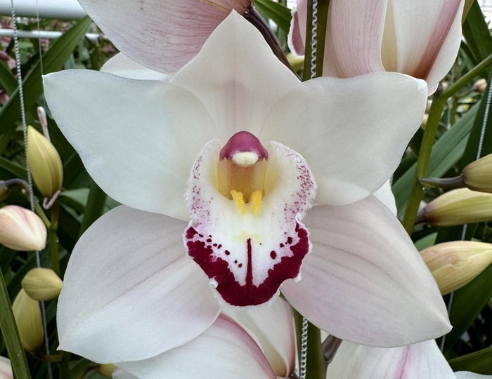 <h4>HMS MONTREUX 80cm x 6</h4>