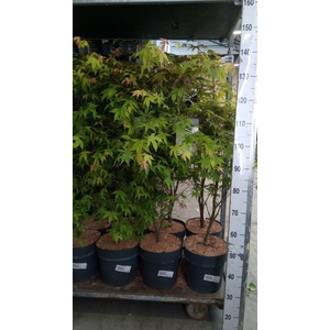 Acer palmatum 'Osakazuki'