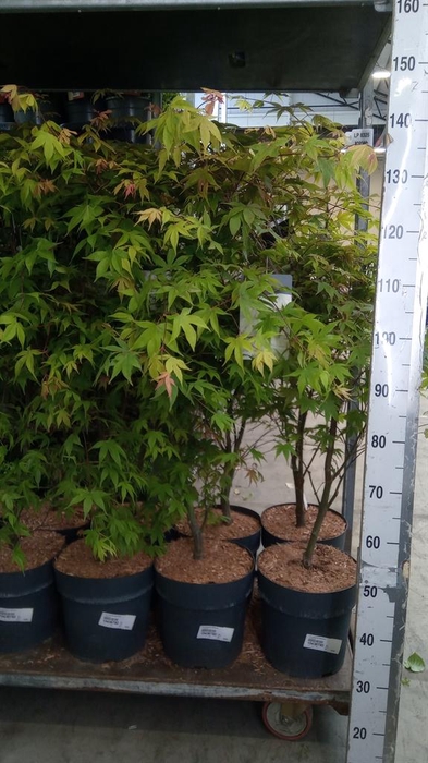 Acer palmatum 'Osakazuki'
