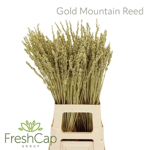 Gold Mountain Reed (klbh)