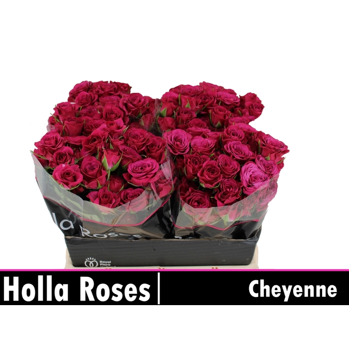 <h4>Cheyenne</h4>