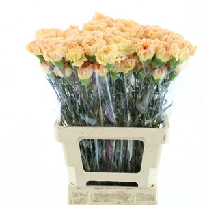 DI ST MONNALISA ORAN