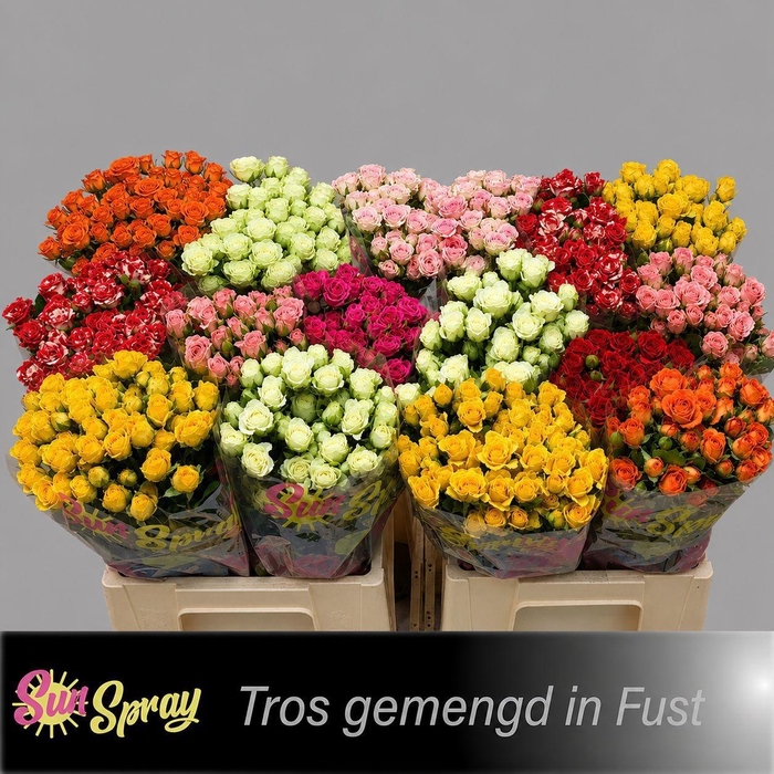 <h4>R TR GEM IN FUST</h4>