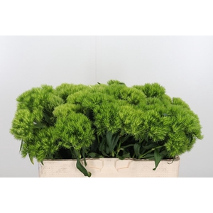 Diantus Barb Green Wicky