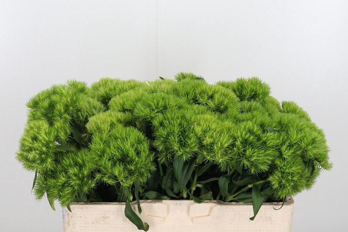 <h4>Diantus Barb Green Wicky</h4>