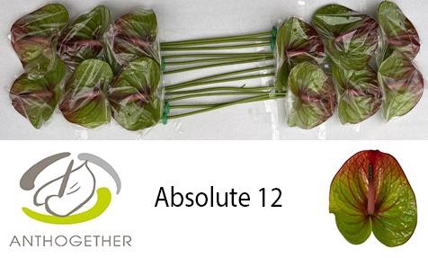 <h4>ANTH A ABSOLUTE</h4>