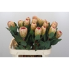 Protea Grandicolor