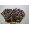 PHLOX P BRI EYES