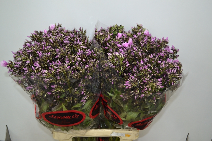 PHLOX P BRI EYES