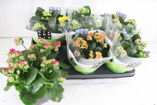 <h4>KAL GE GEM 5 KL</h4>