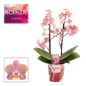 Phalaenopsis perfíum 2 tak Melion (Scenza)