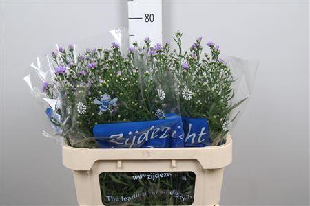 <h4>Aster univ. 'Cassandra'</h4>
