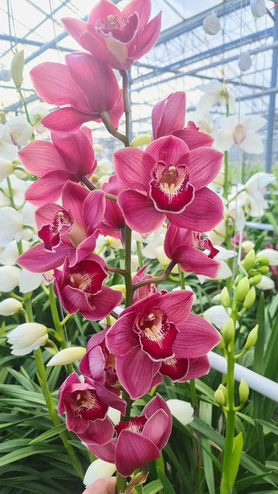 <h4>CYMB T PRET JENNIFER 60 CM</h4>