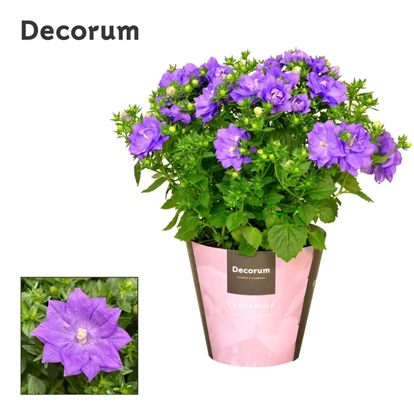 <h4>Campanula iso. Dublin Blue Decorum</h4>