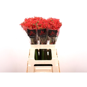 JATROPHA P FIRECRACK