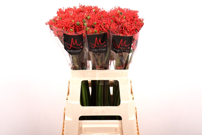 <h4>JATROPHA P FIRECRACK</h4>