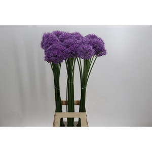 Allium Gladiator