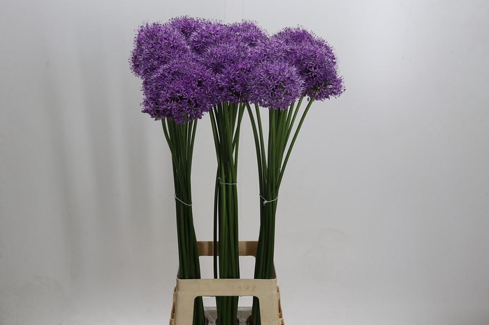 <h4>Allium Gladiator</h4>
