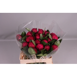Paeonia 'Red Sarah Bernhard' 2-3