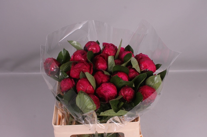<h4>Paeonia 'Red Sarah Bernhard' 2-3</h4>